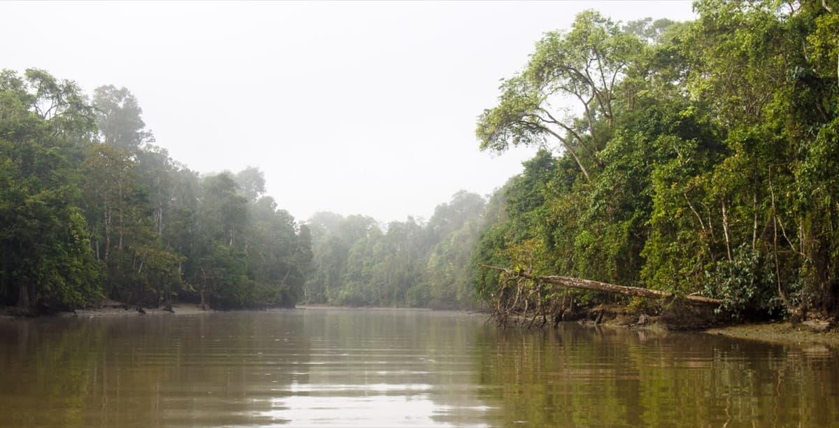 Kinabatangan River Lodge